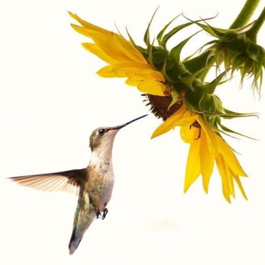 Girassol e colibri